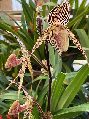 Paphiopedilum